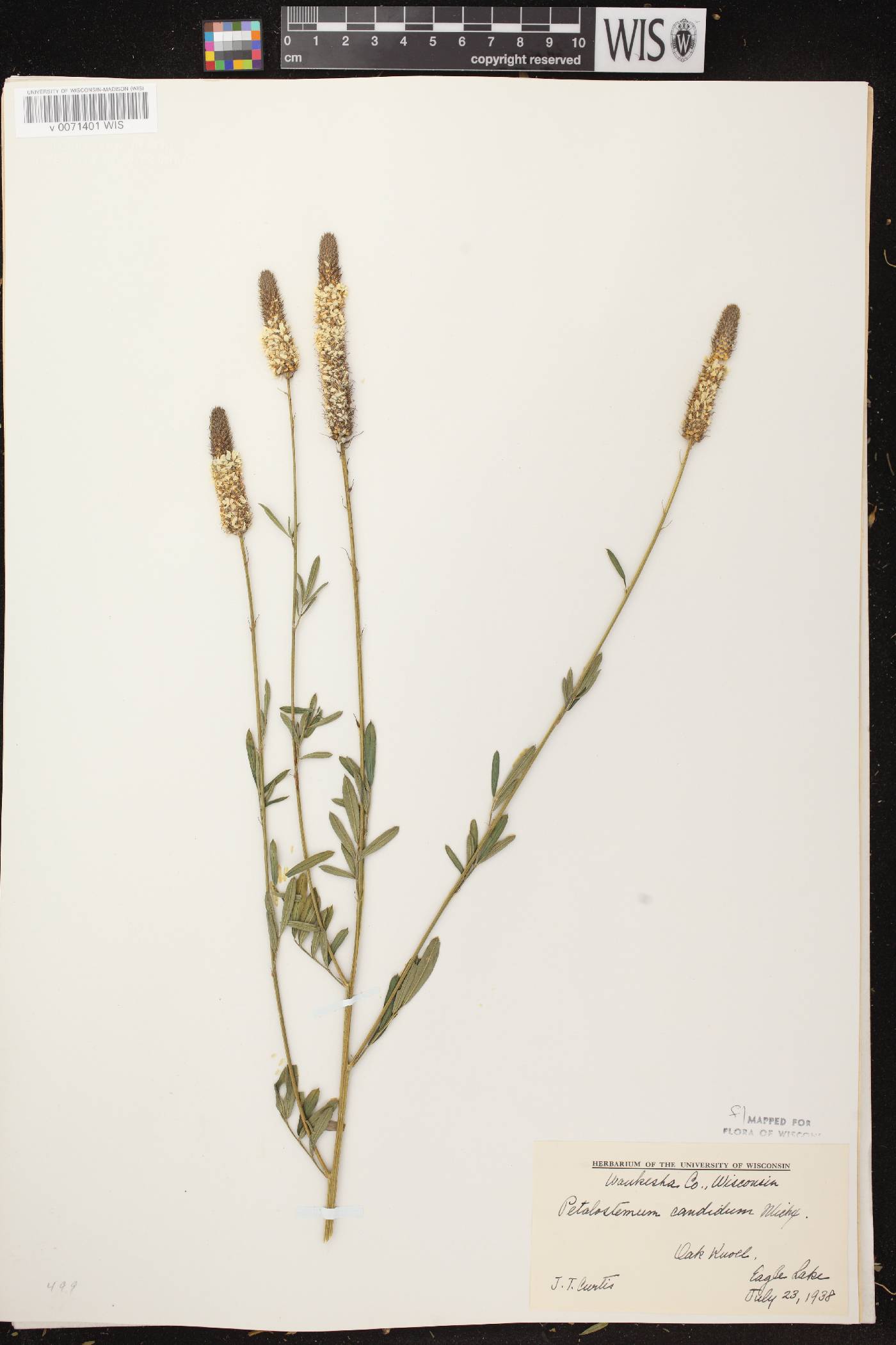 Dalea candida image