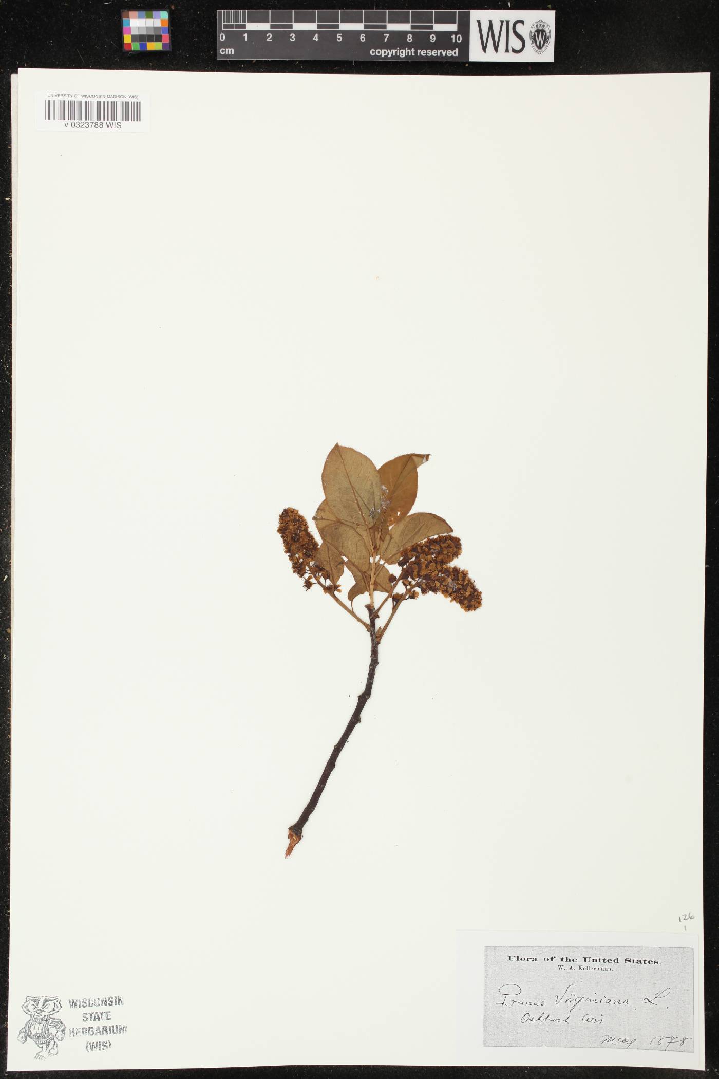 Prunus virginiana image