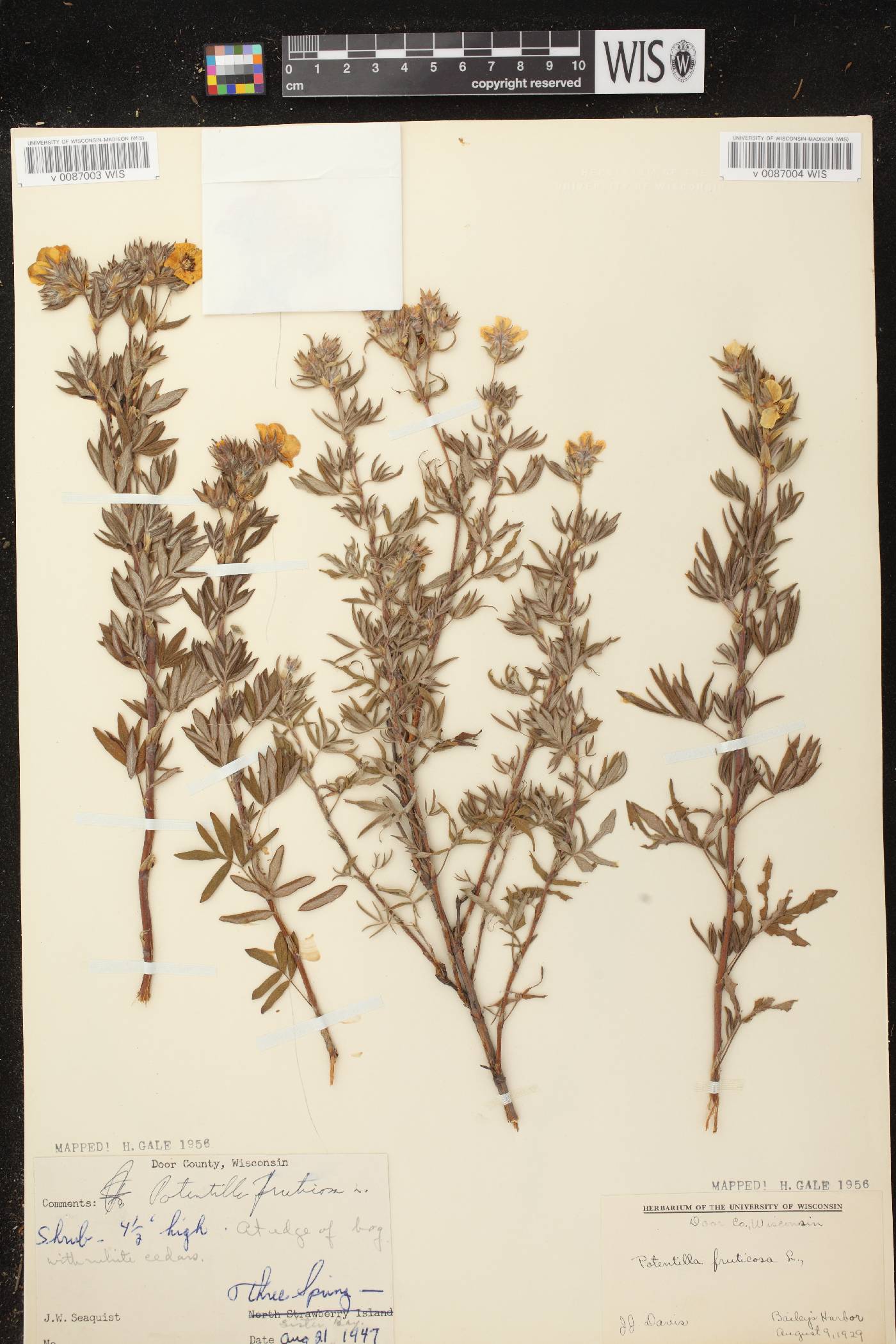Dasiphora fruticosa image