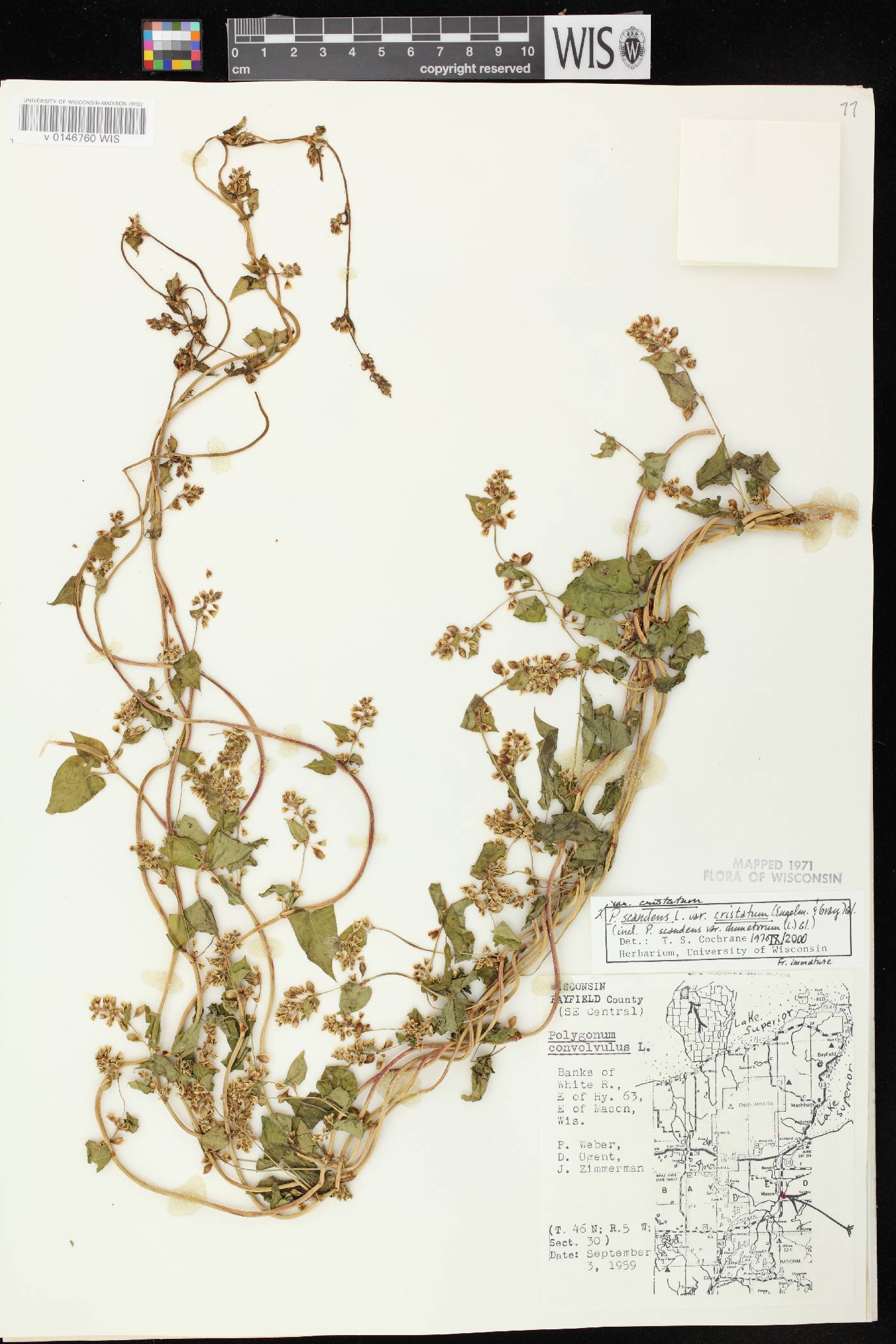 Fallopia scandens image