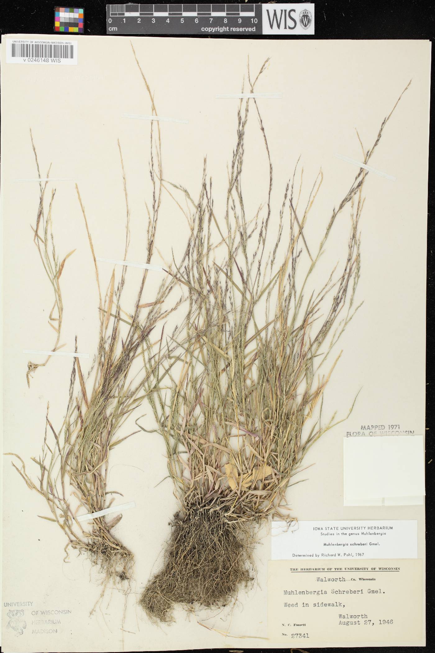Muhlenbergia schreberi image