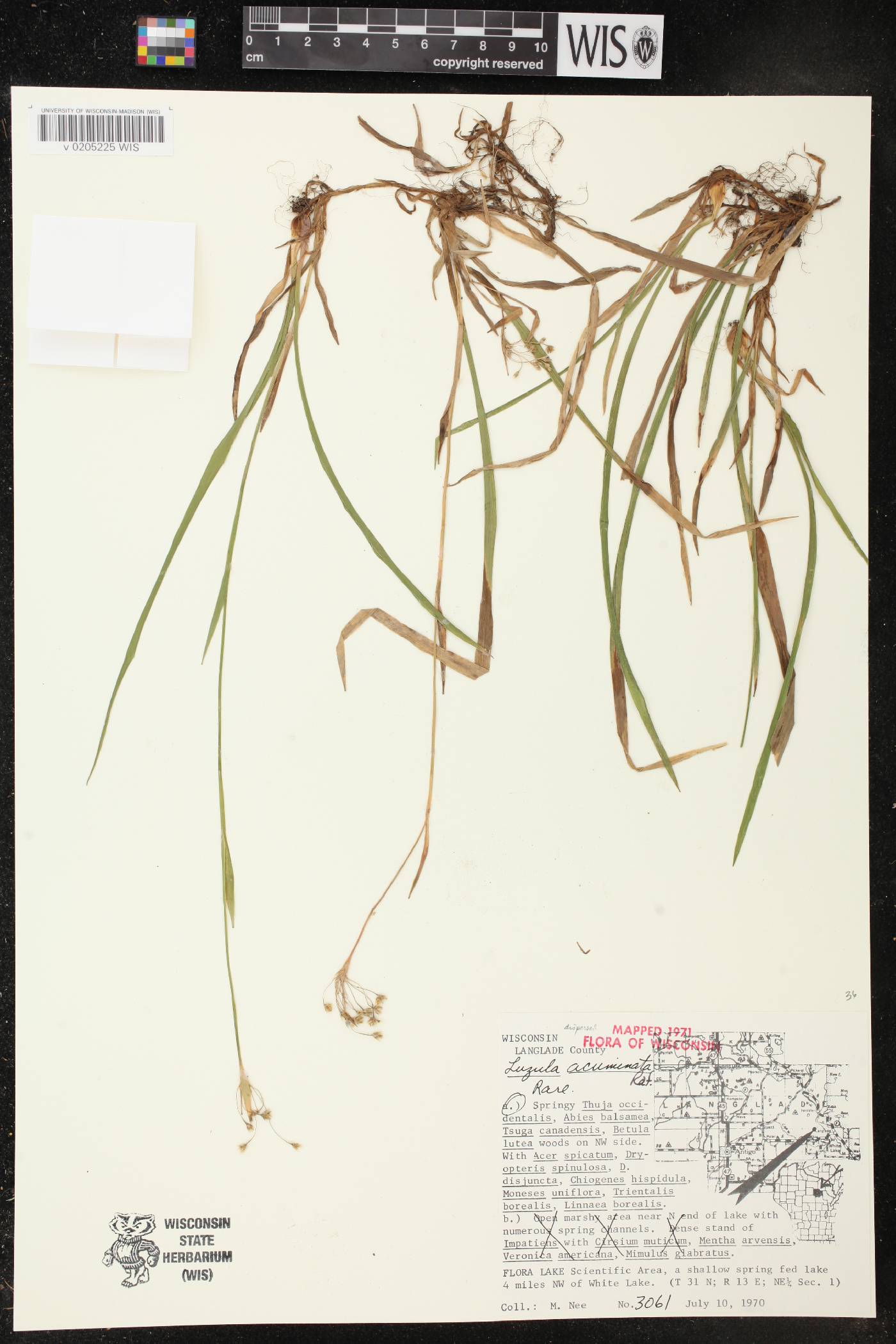 Luzula acuminata image