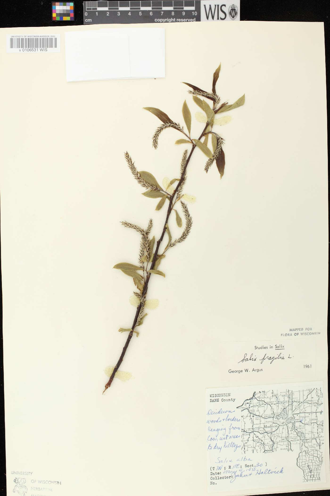 Salix x fragilis image