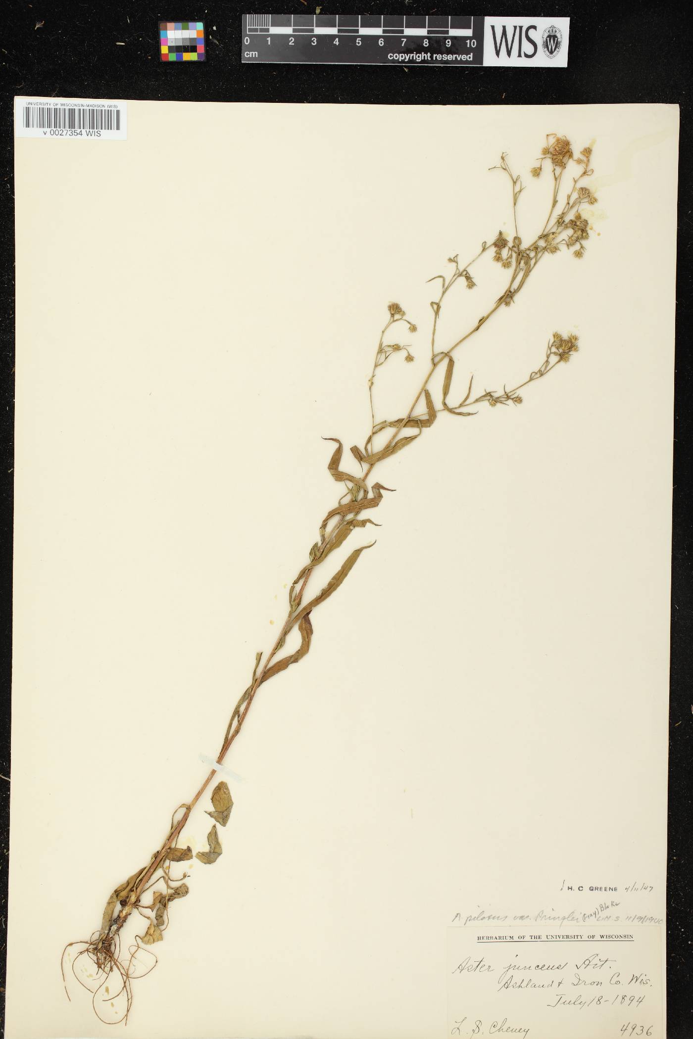 Symphyotrichum pilosum image