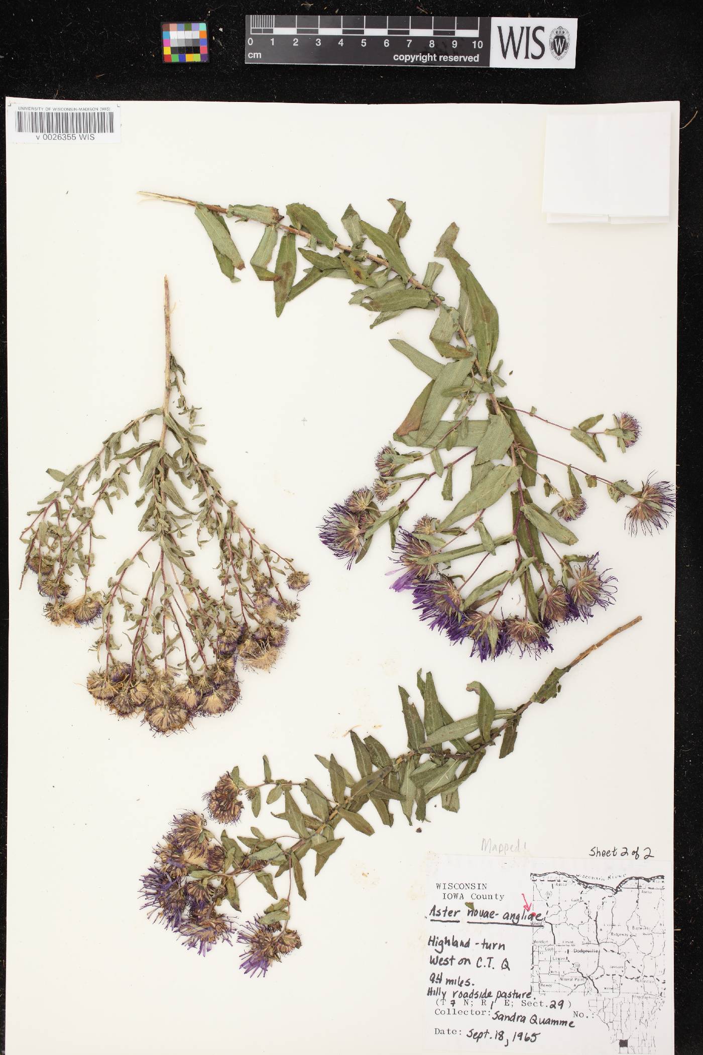 Symphyotrichum novae-angliae image