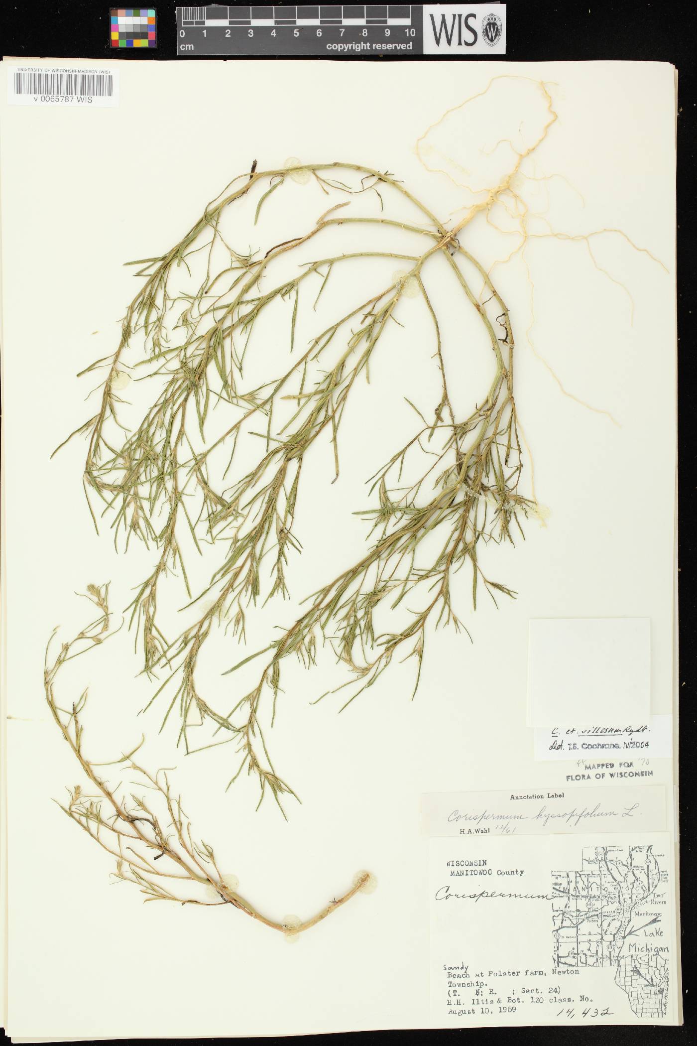 Corispermum villosum image