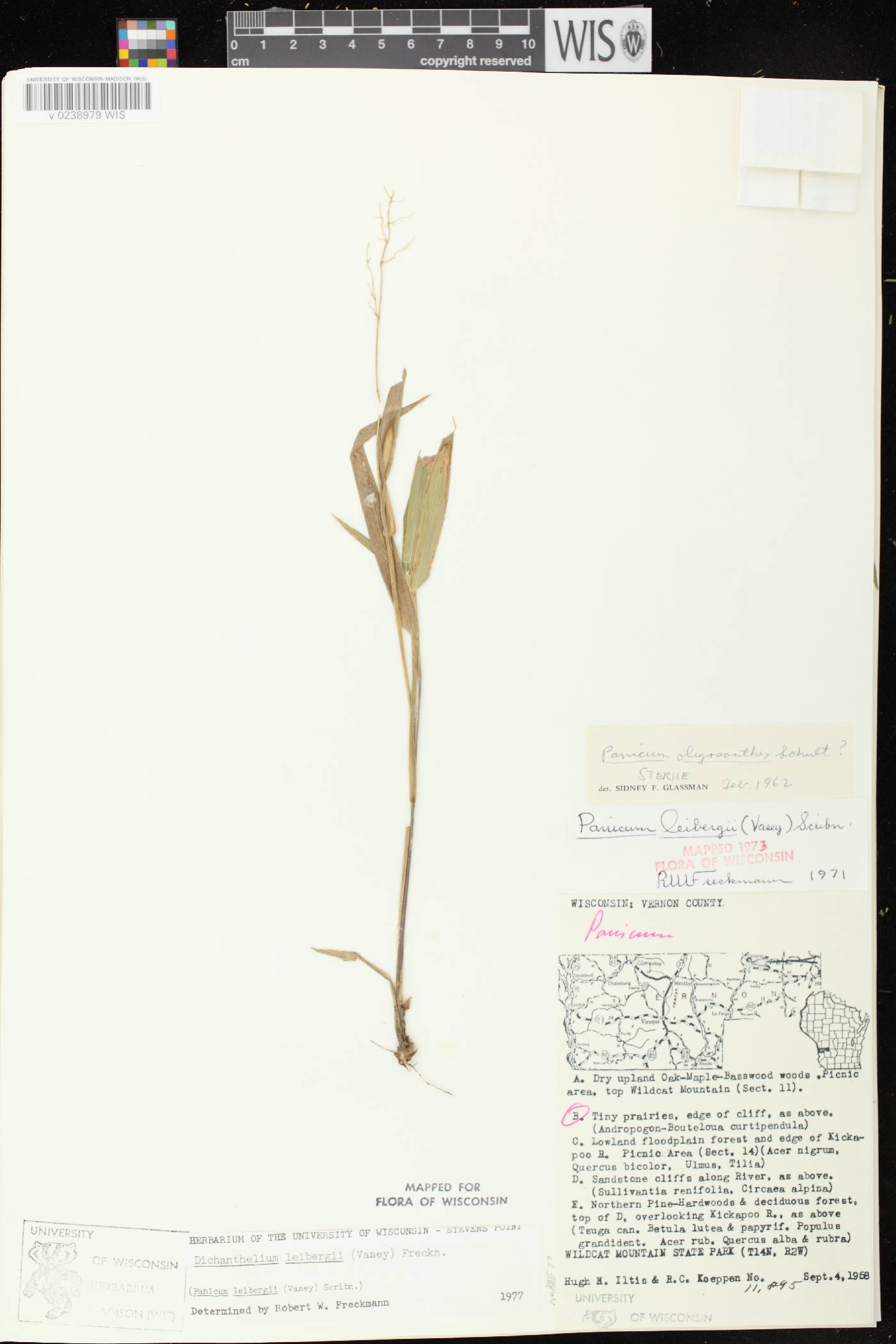 Dichanthelium leibergii image