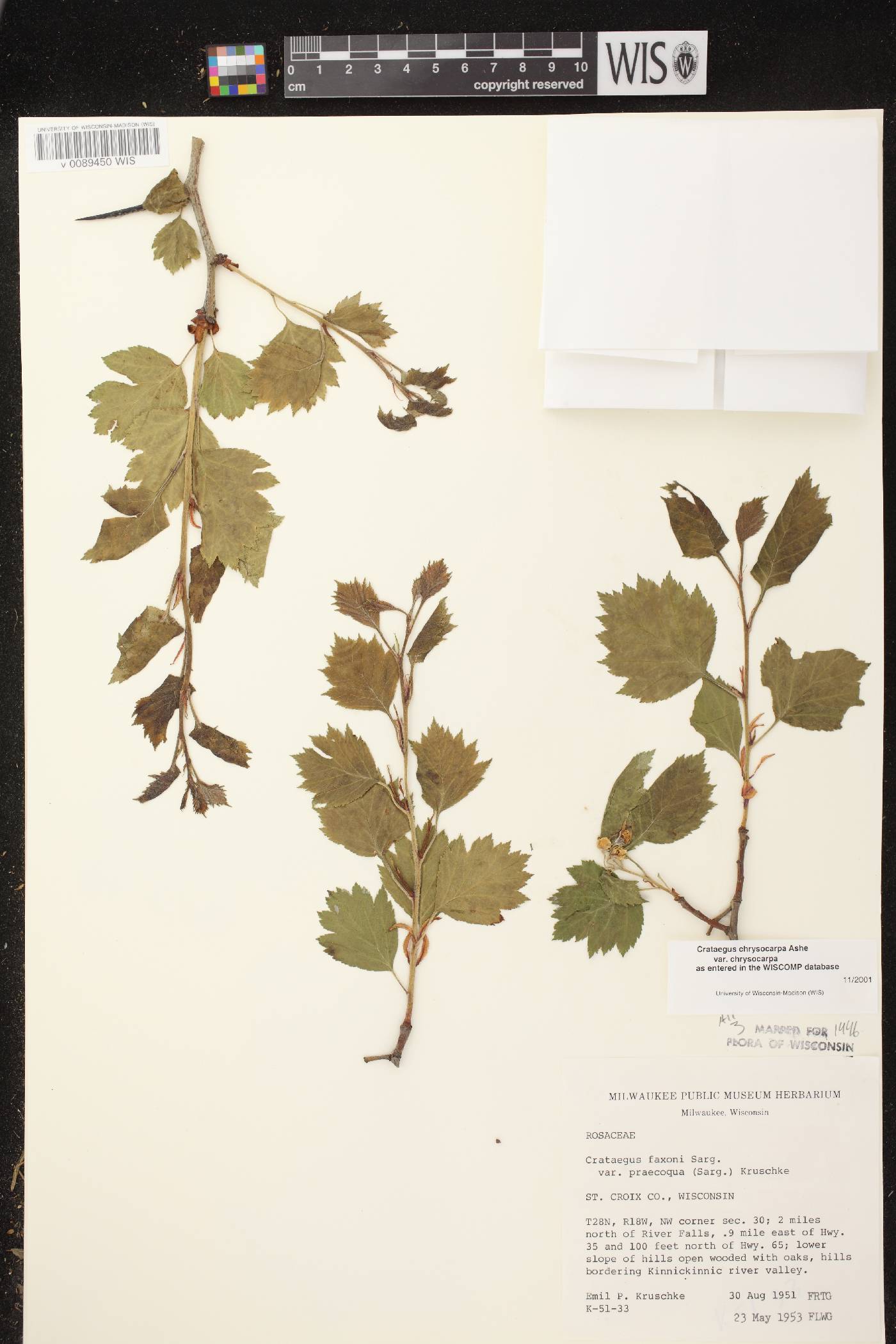 Crataegus chrysocarpa var. chrysocarpa image