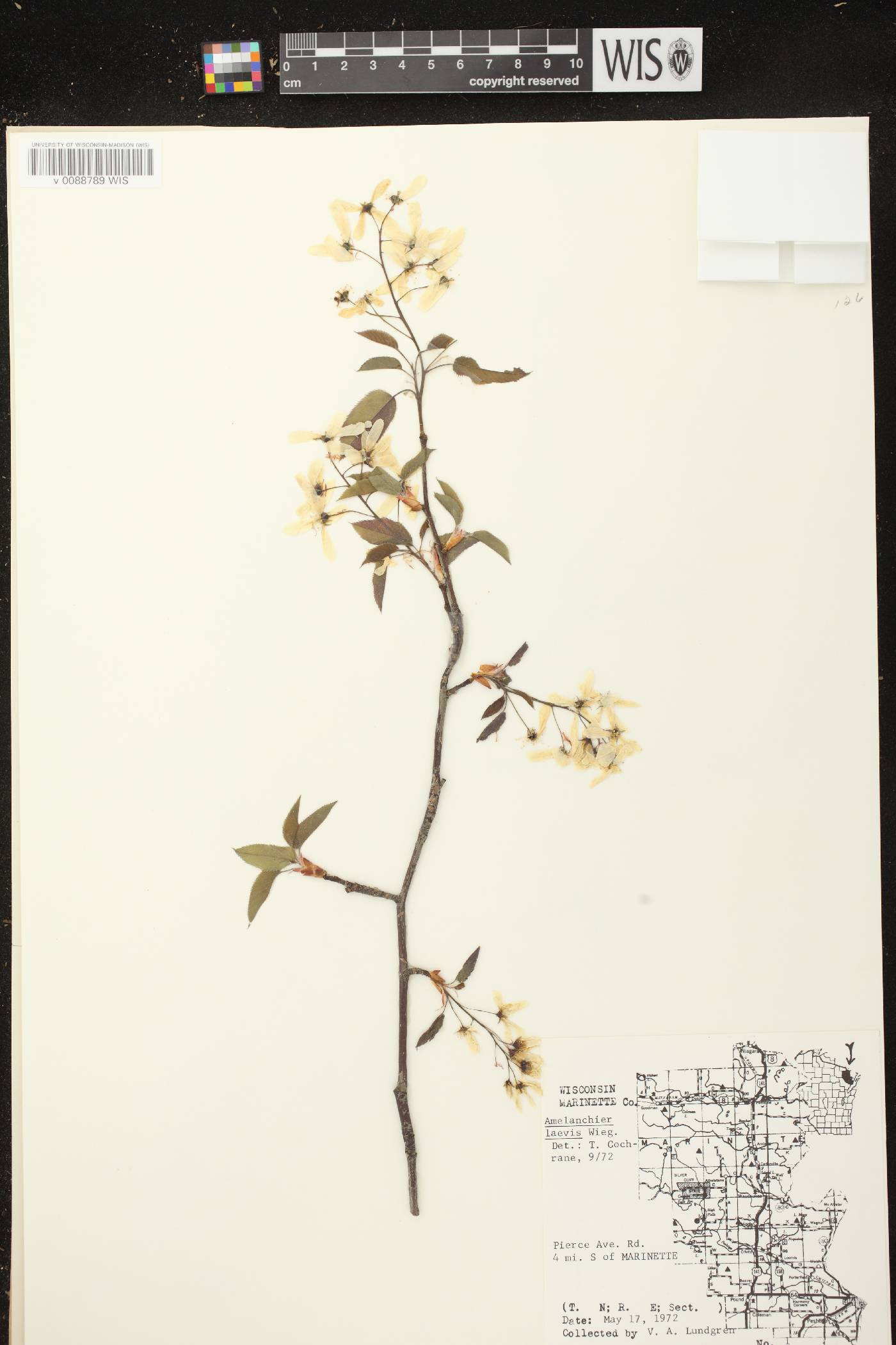 Amelanchier laevis image