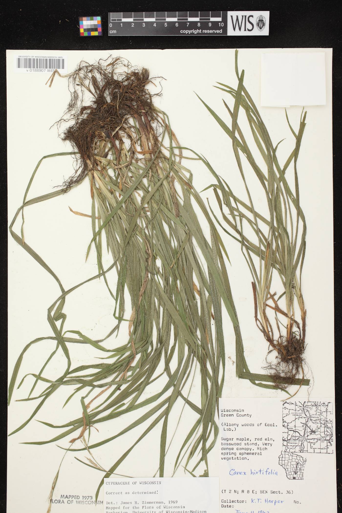 Carex hirtifolia image