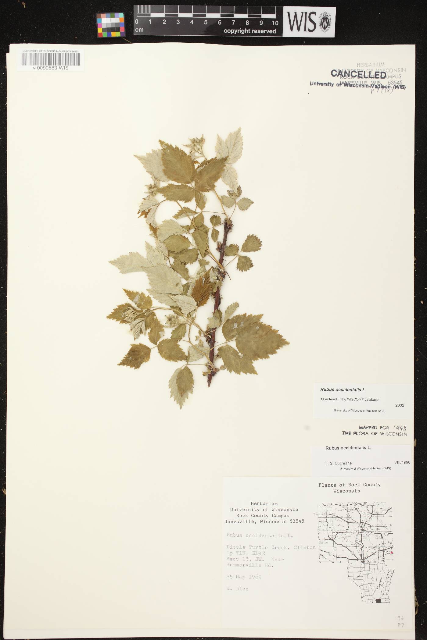 Rubus occidentalis image