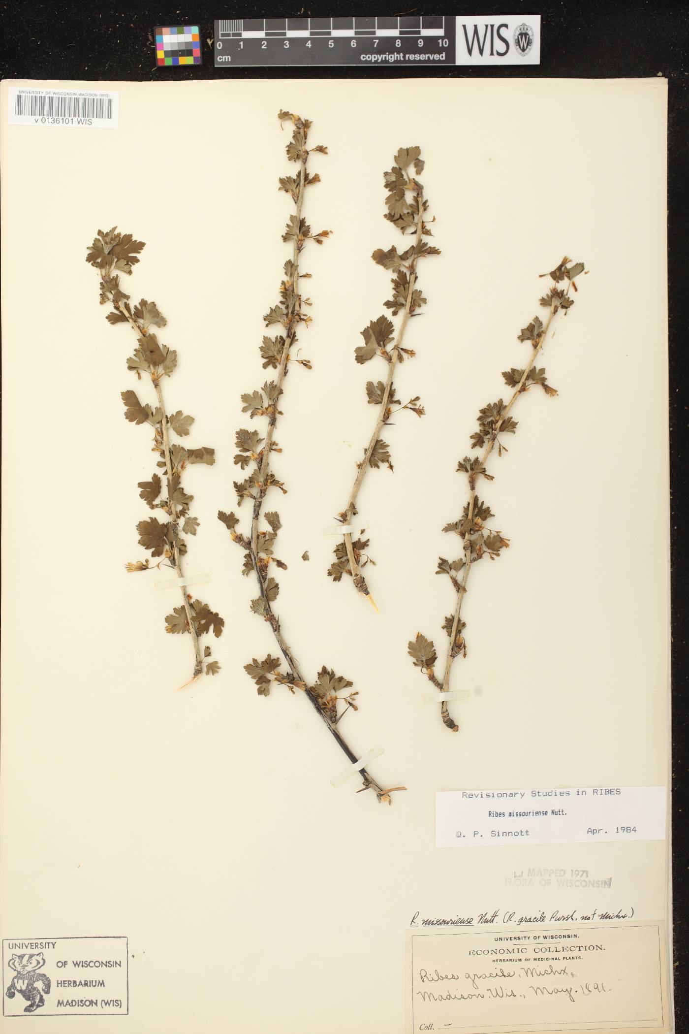 Ribes missouriense image