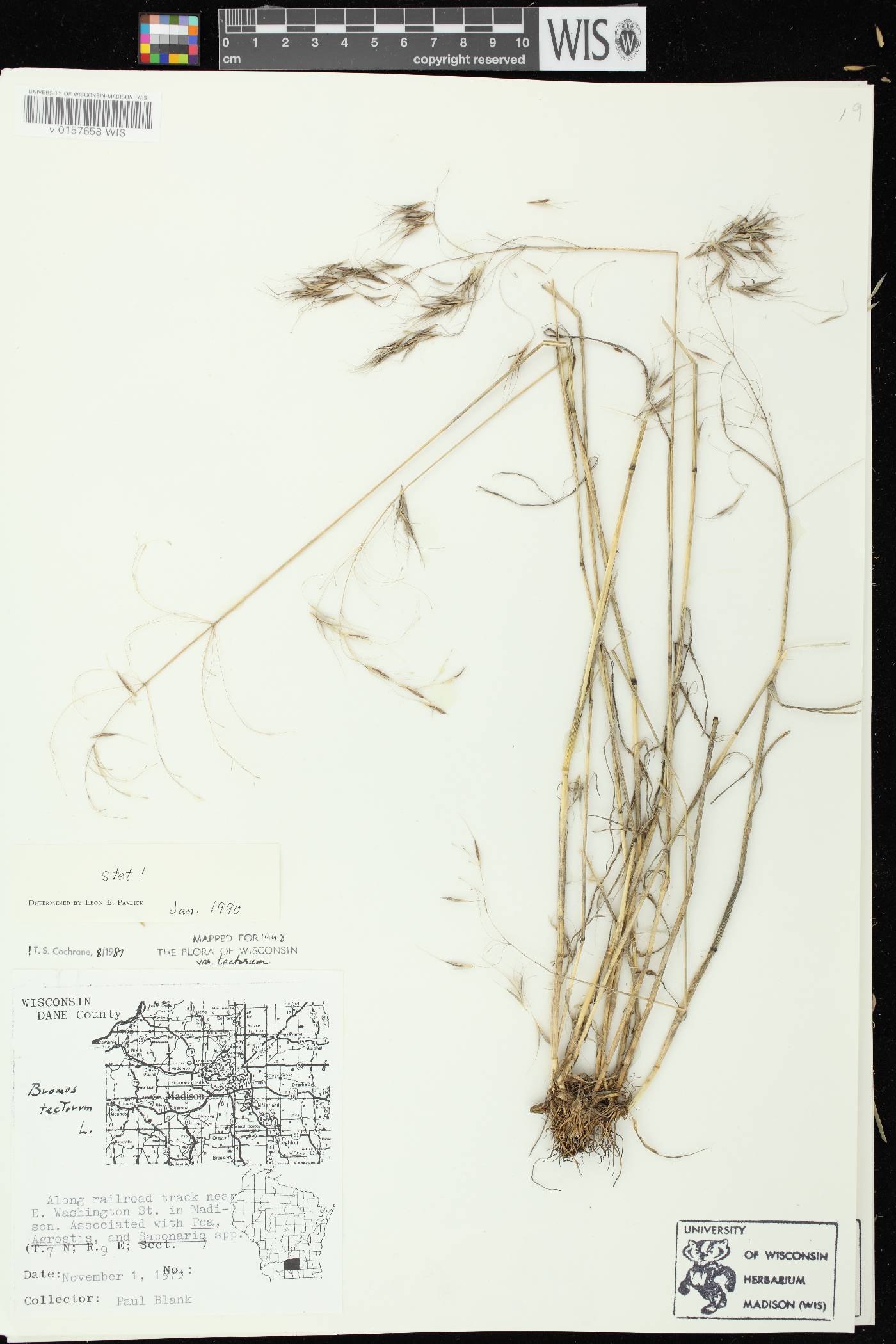 Bromus tectorum image