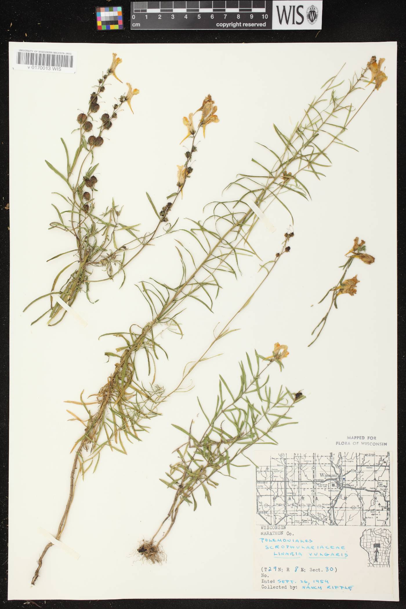Linaria vulgaris image