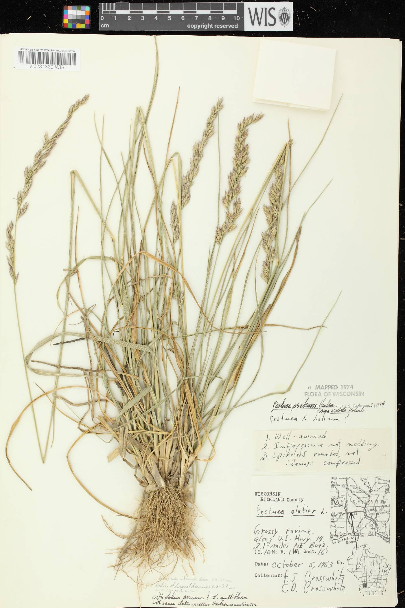 Lolium pratense image