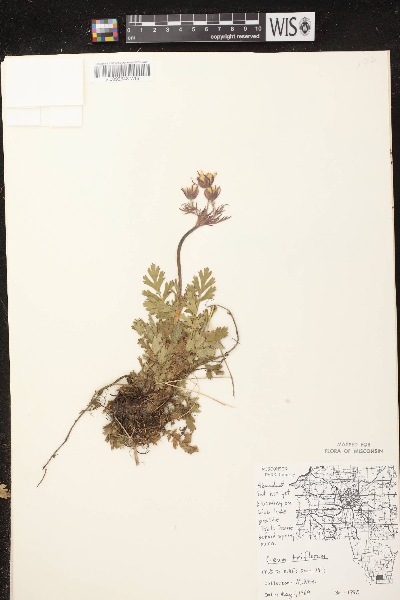 Geum triflorum var. triflorum image