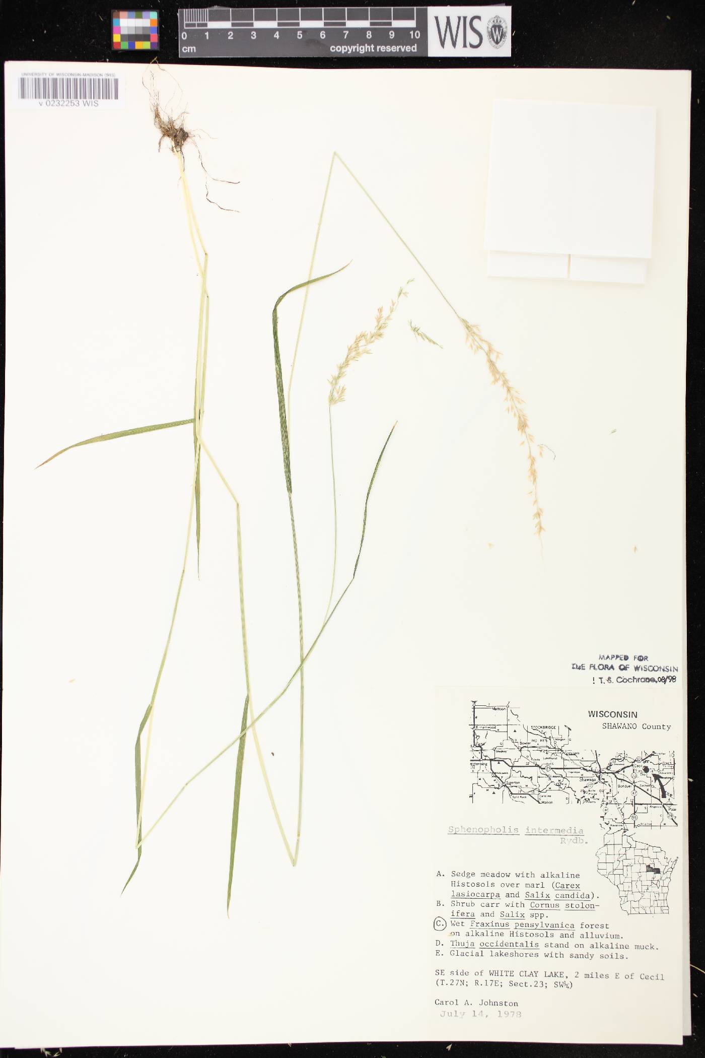 Sphenopholis intermedia image