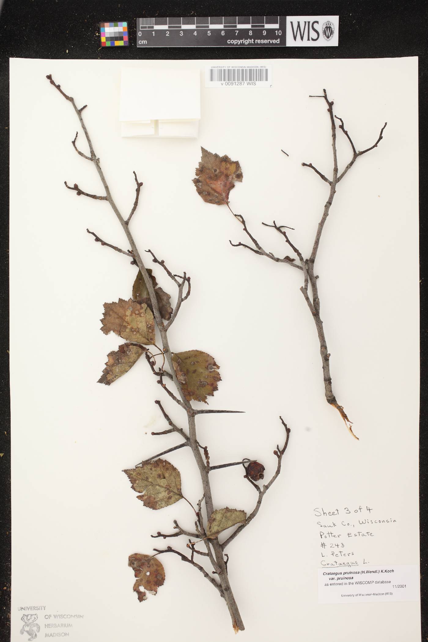 Crataegus pruinosa var. pruinosa image