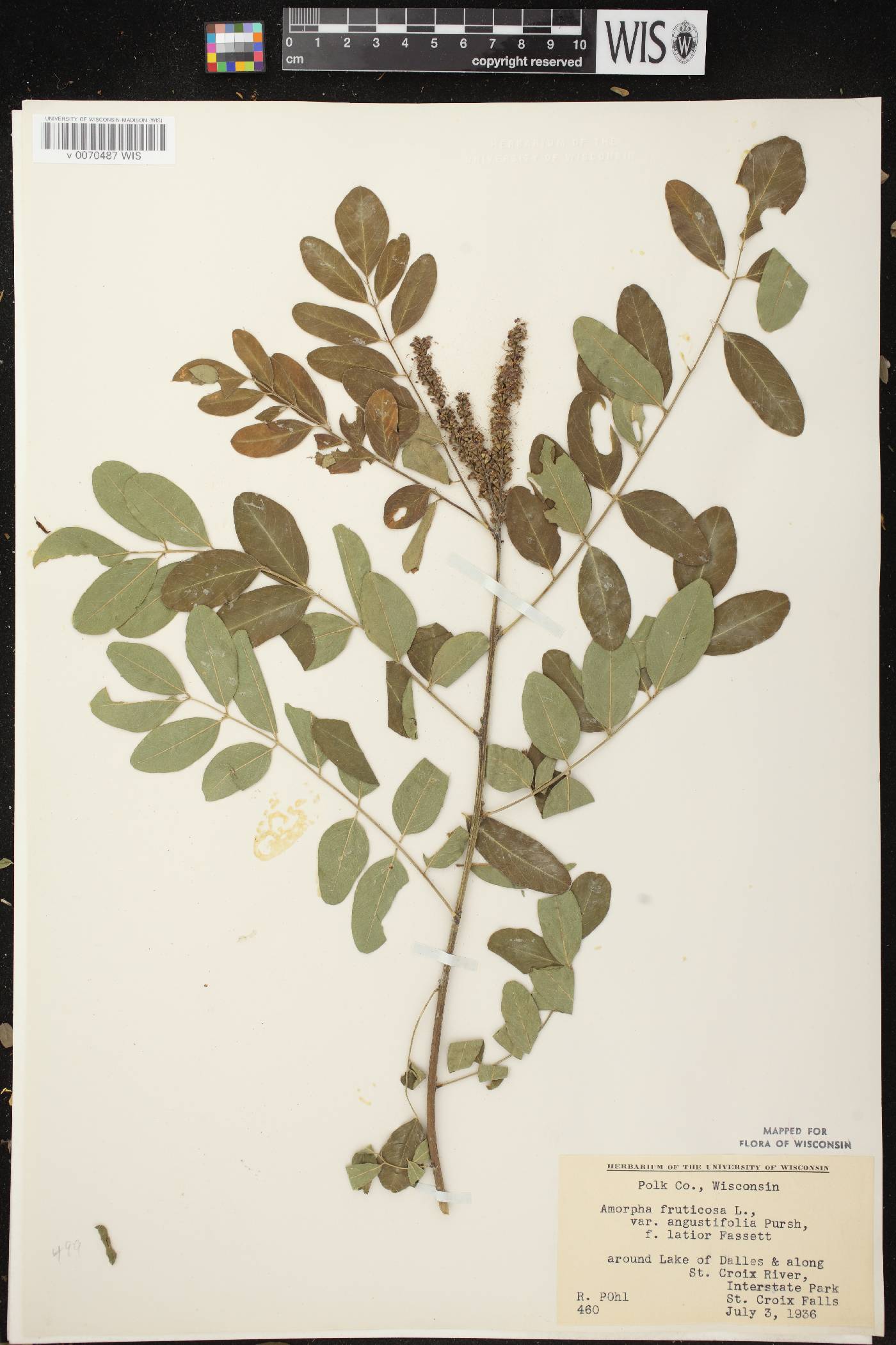 Amorpha fruticosa image
