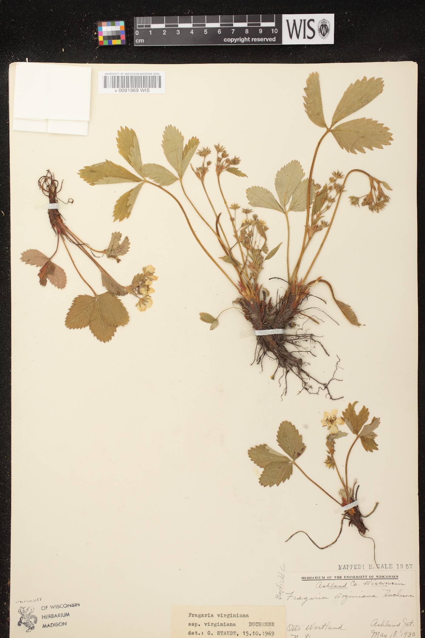 Fragaria virginiana image