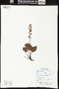 Image of Pyrola asarifolia