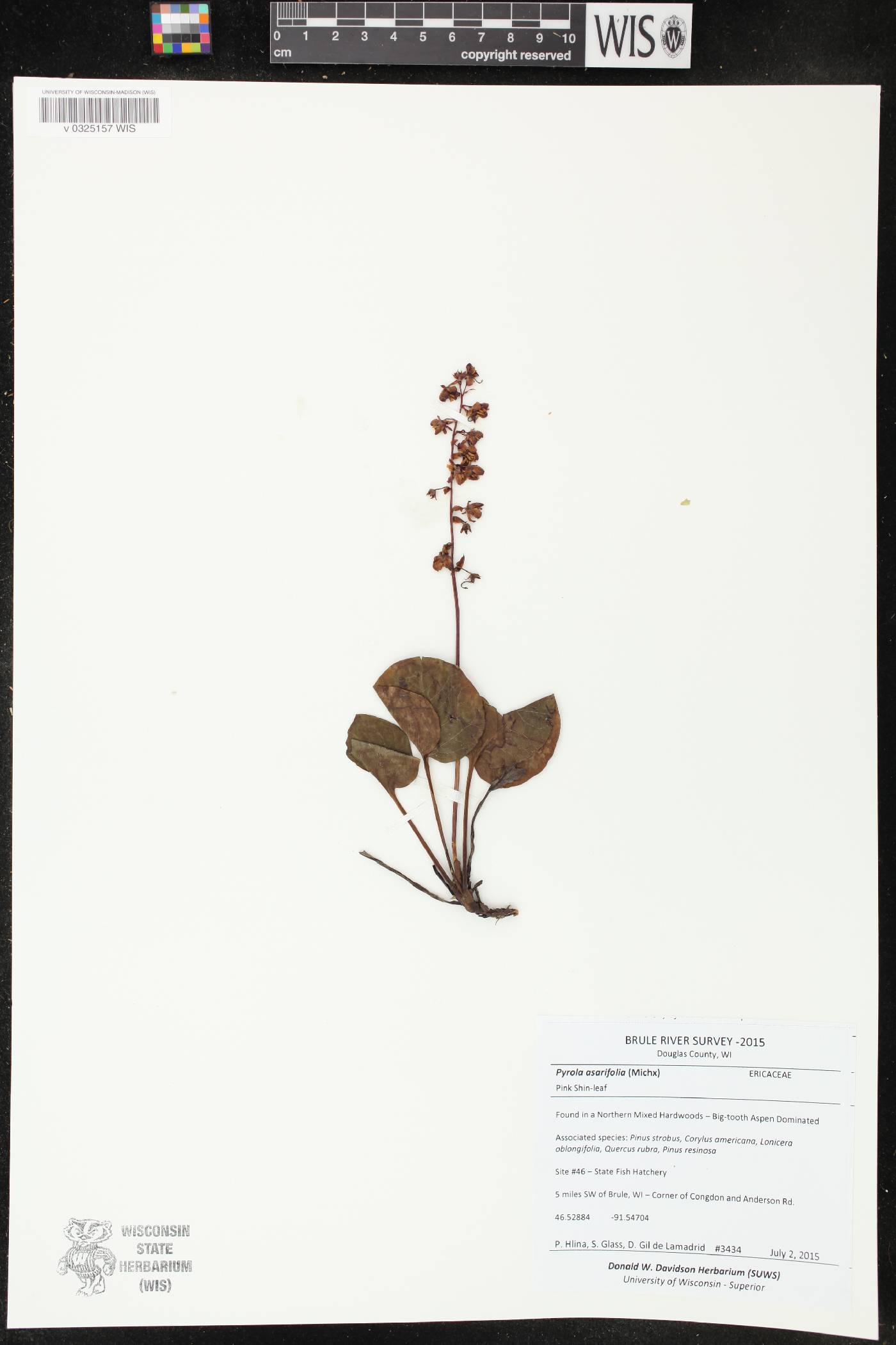 Pyrola asarifolia image
