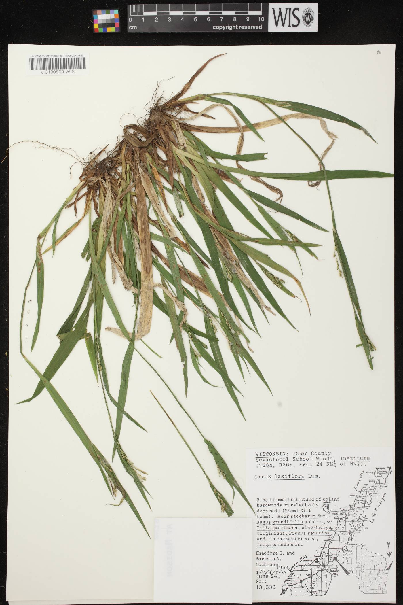Carex laxiflora image