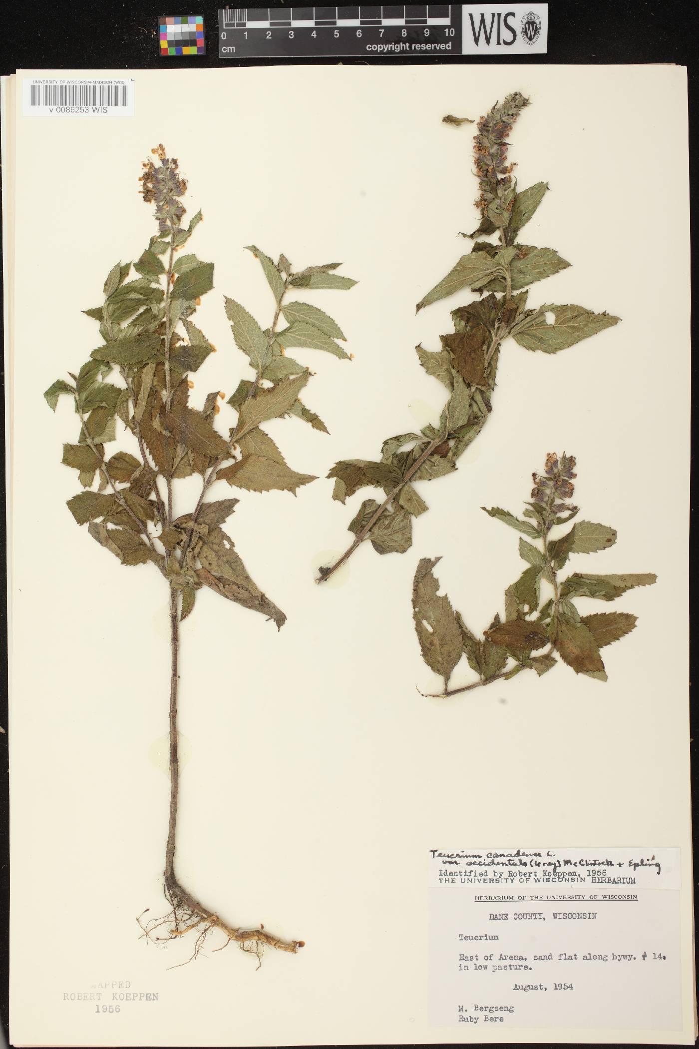 Teucrium canadense var. occidentale image