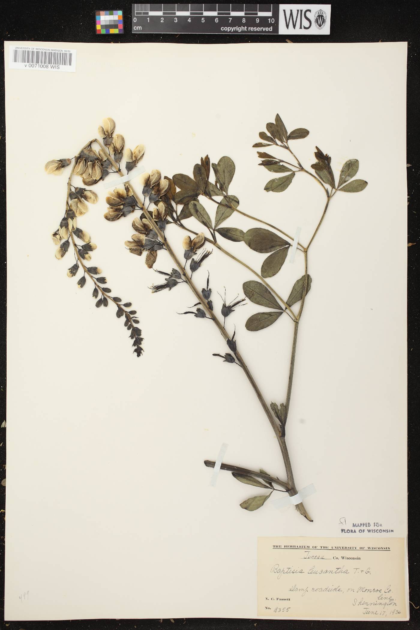 Baptisia lactea image
