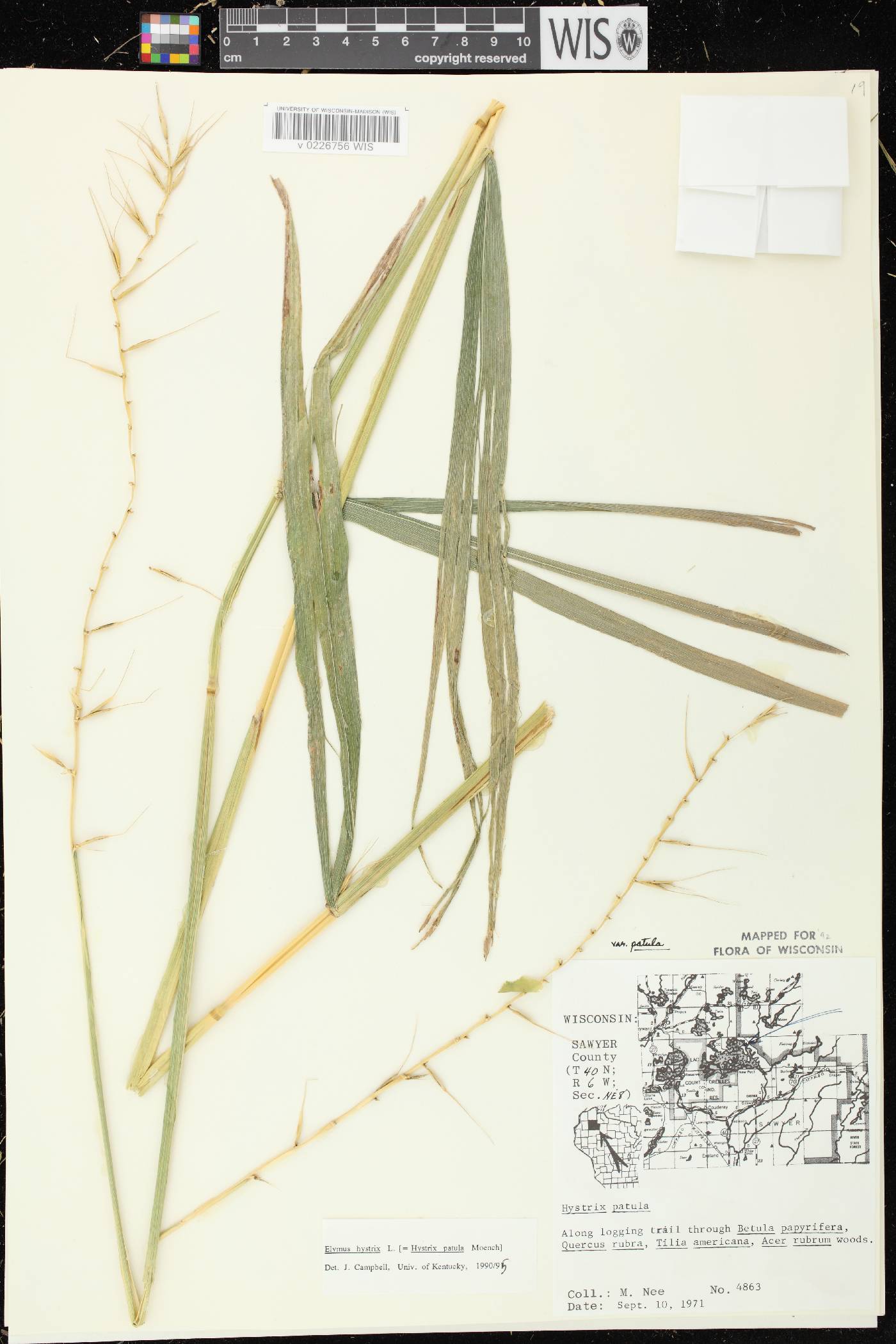 Elymus hystrix var. hystrix image