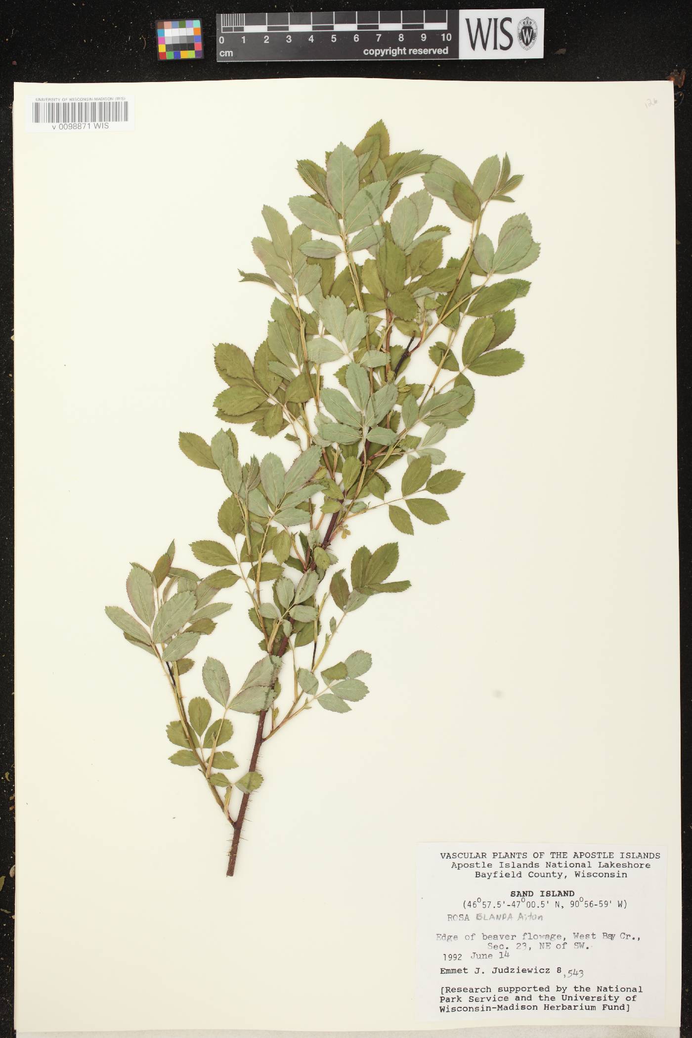 Rosa blanda image