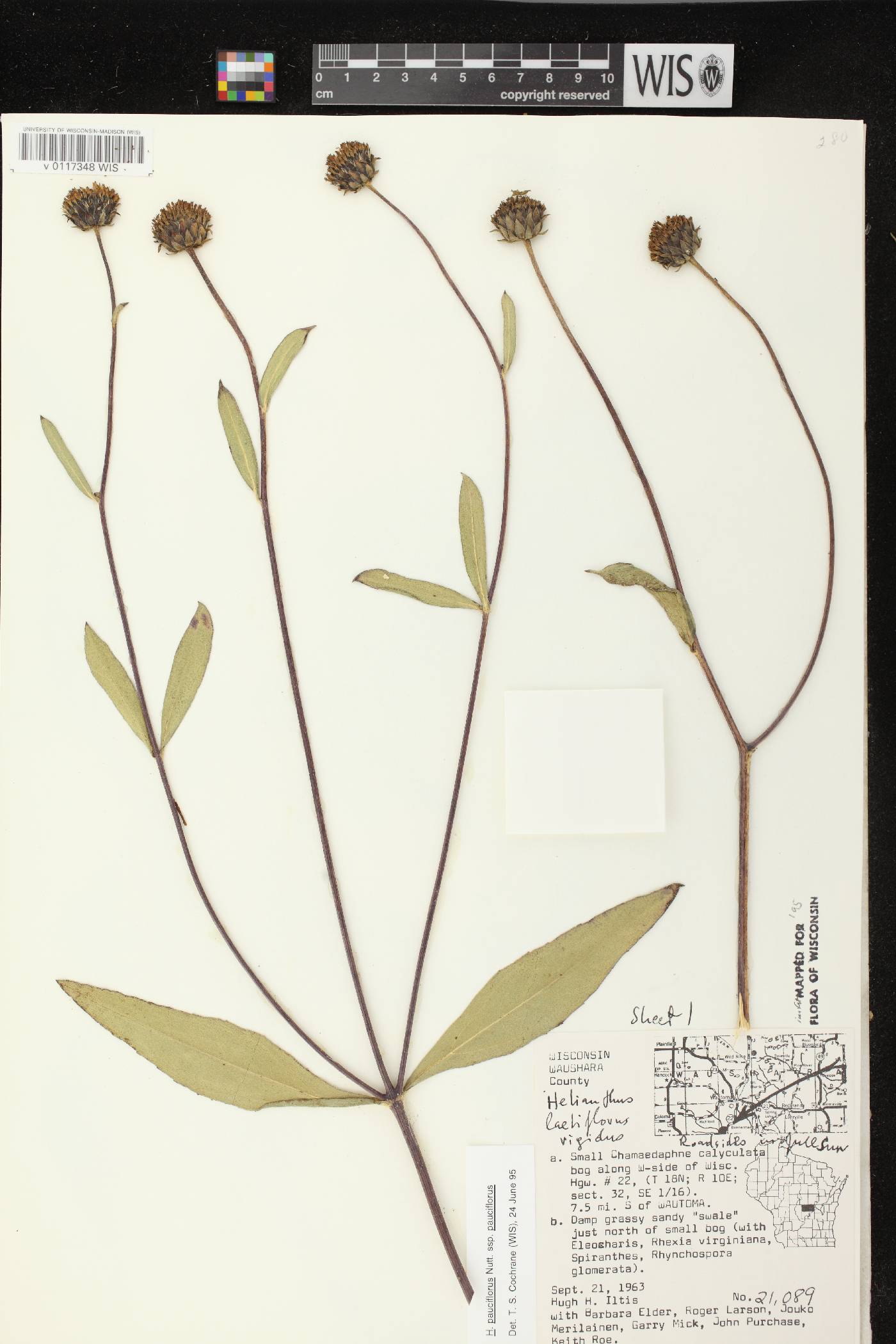 Helianthus pauciflorus subsp. pauciflorus image