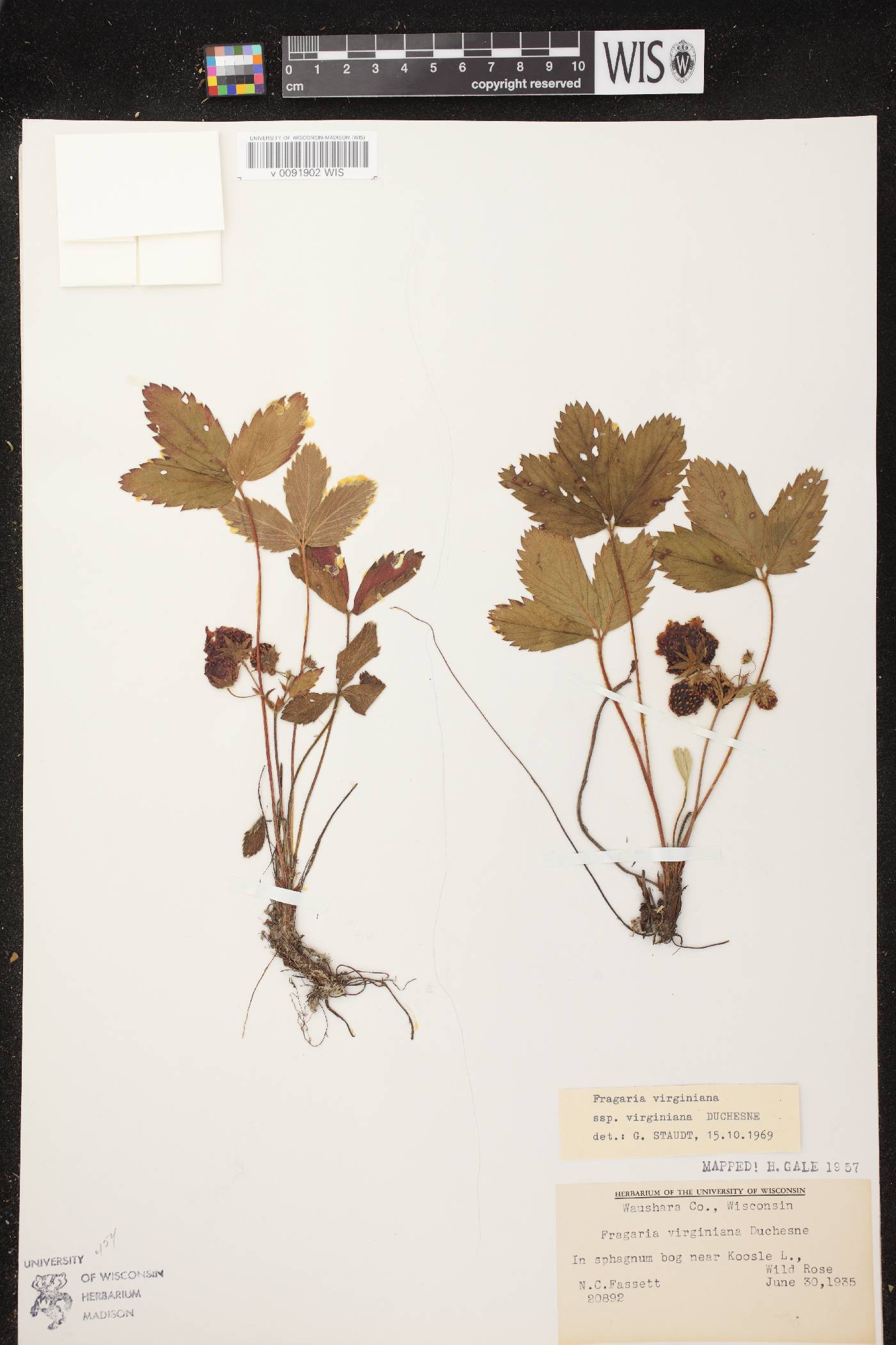 Fragaria virginiana image