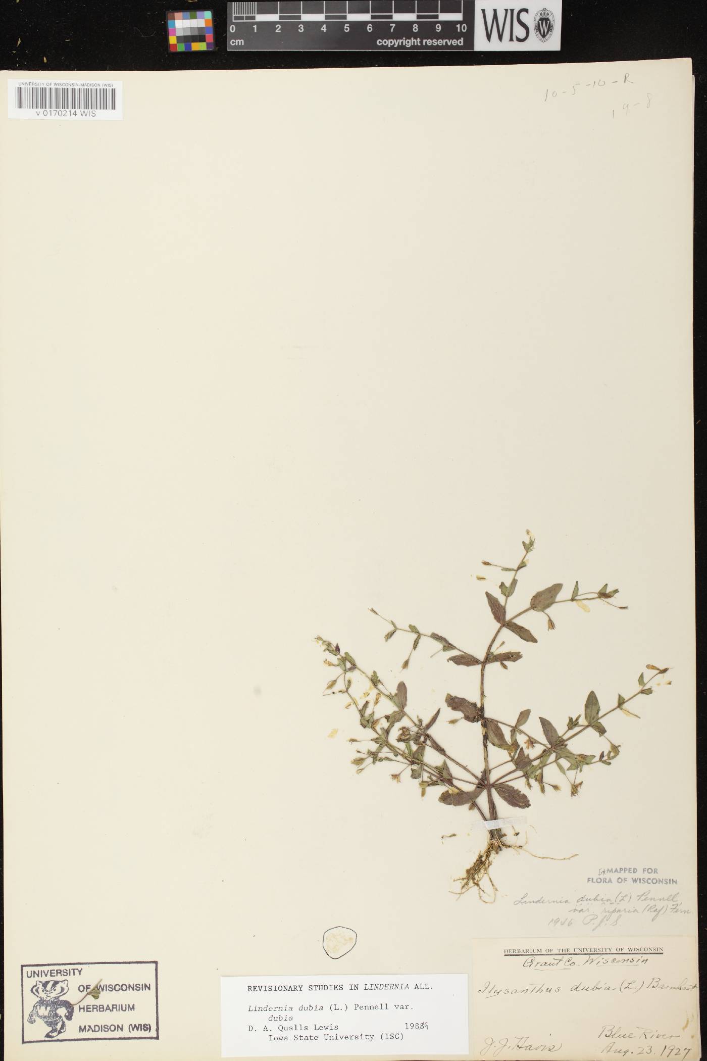 Lindernia dubia image