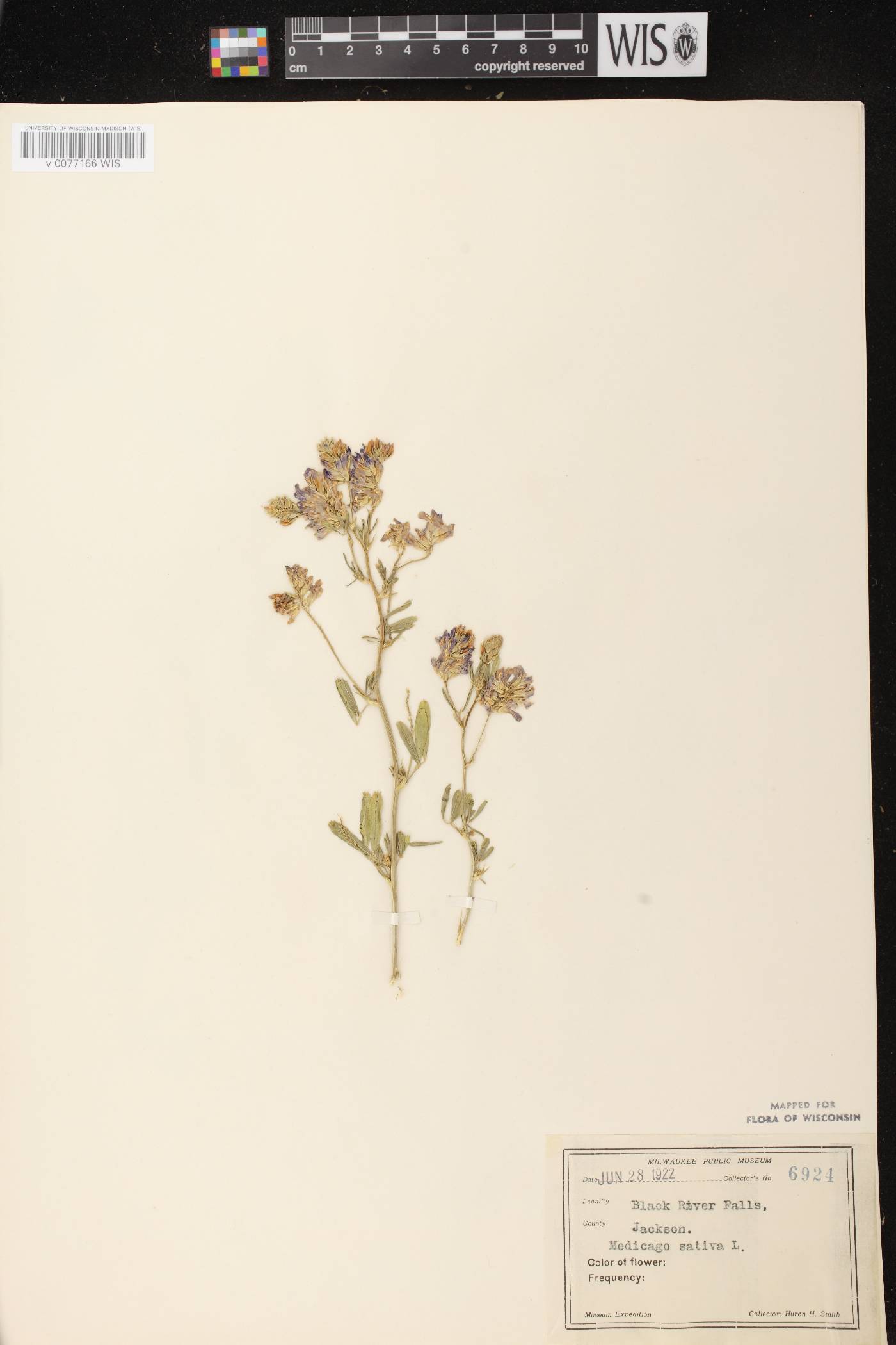 Medicago sativa image