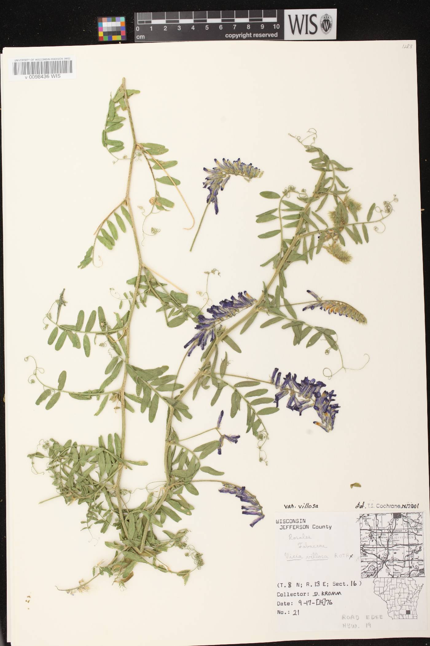 Vicia villosa image