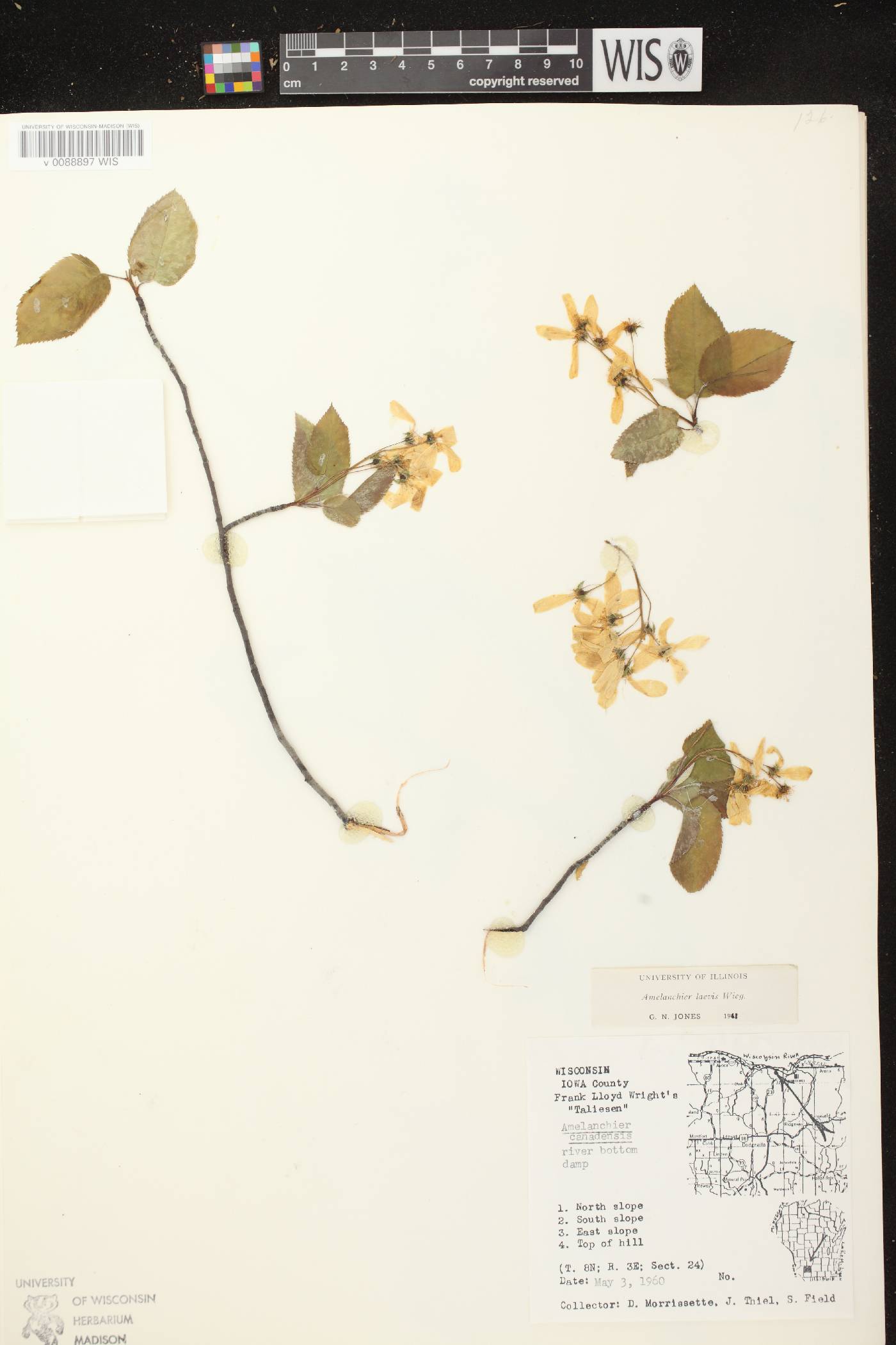 Amelanchier laevis image