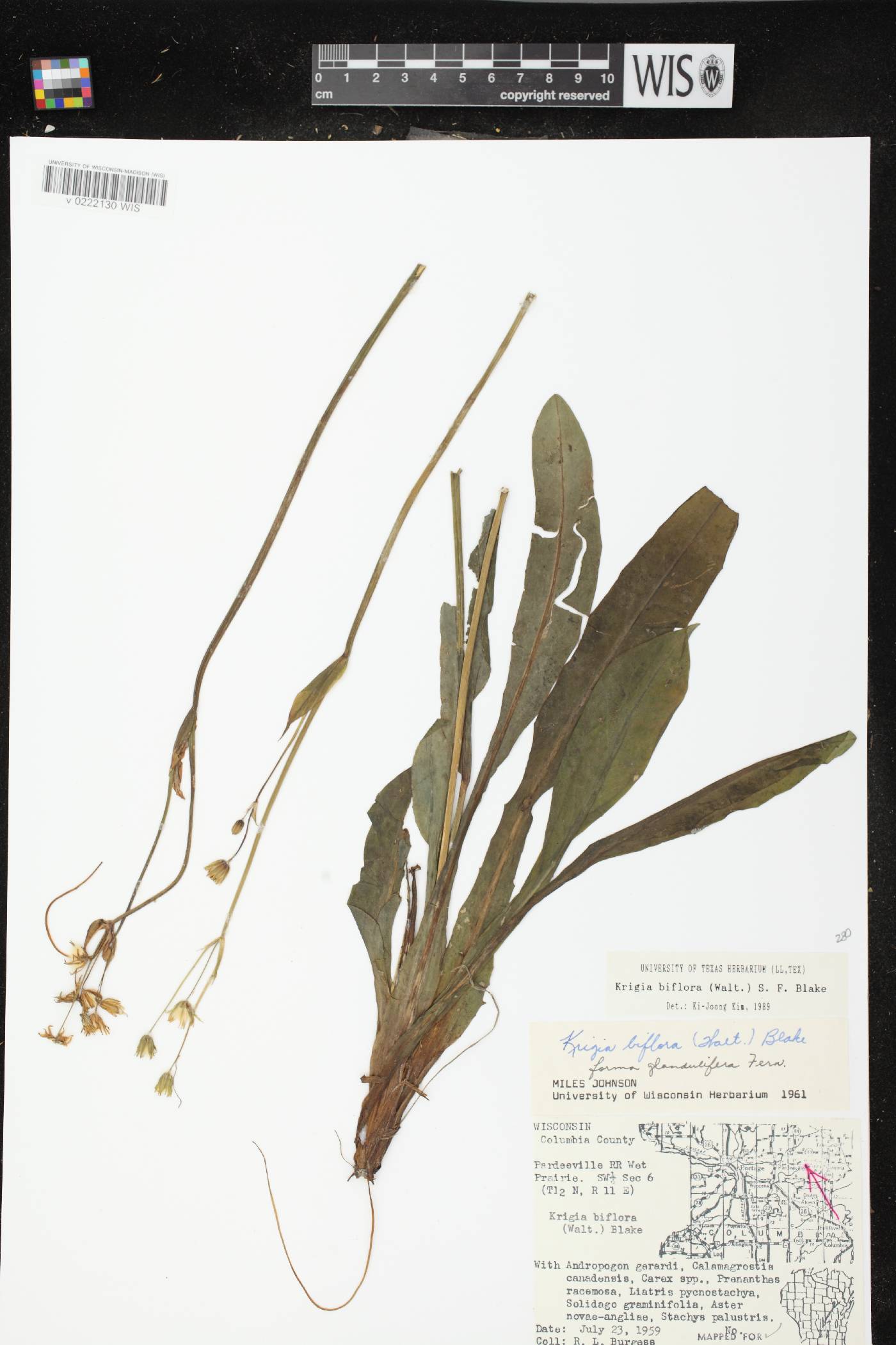 Krigia biflora image