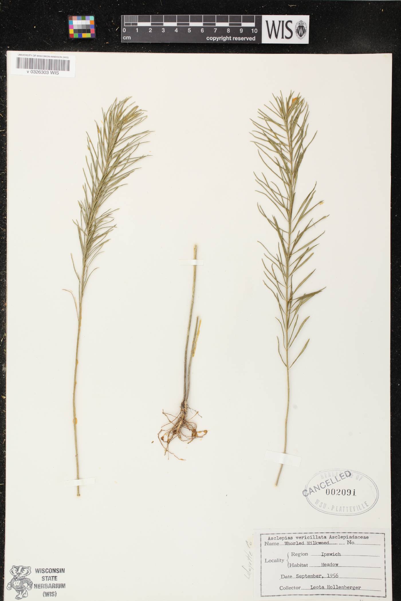 Asclepias verticillata image