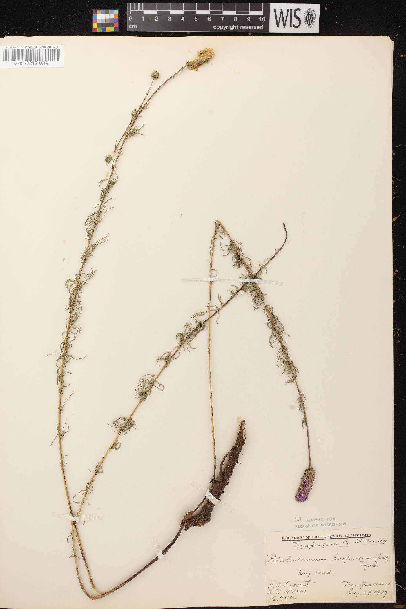 Dalea purpurea var. purpurea image