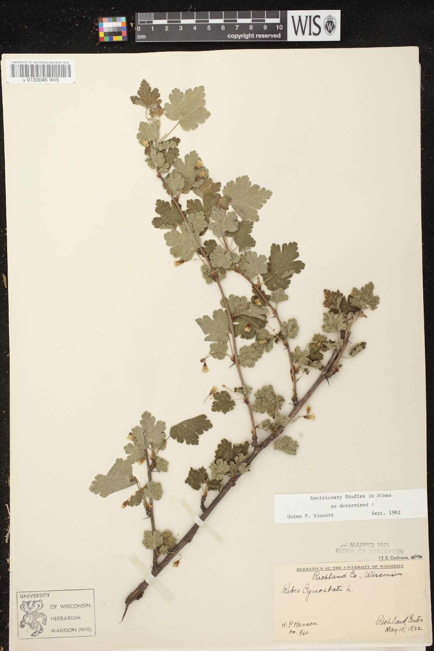 Ribes cynosbati image