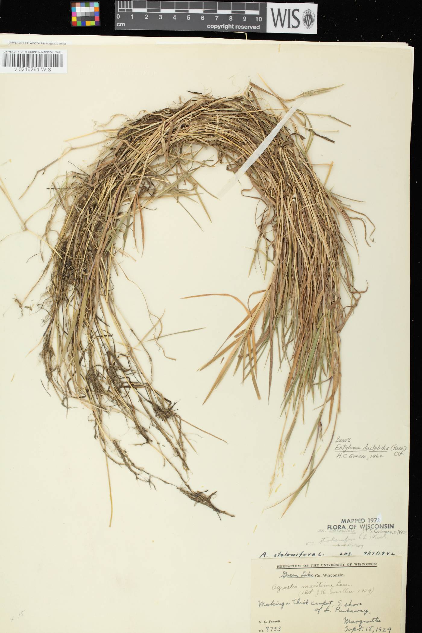 Agrostis stolonifera image