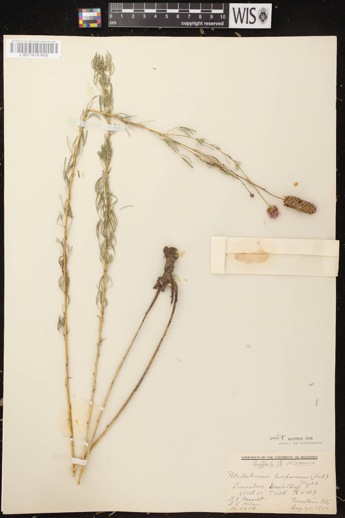 Dalea purpurea var. purpurea image