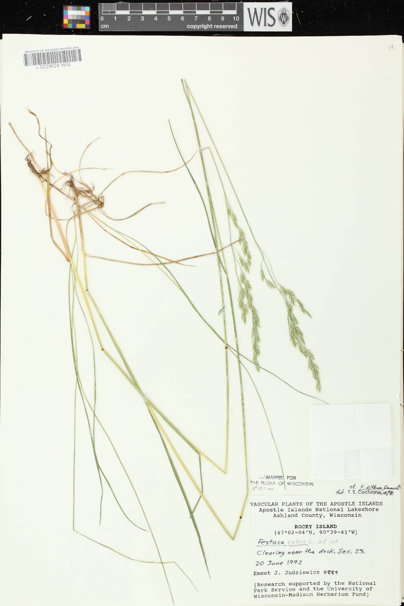 Festuca rubra subsp. fallax image