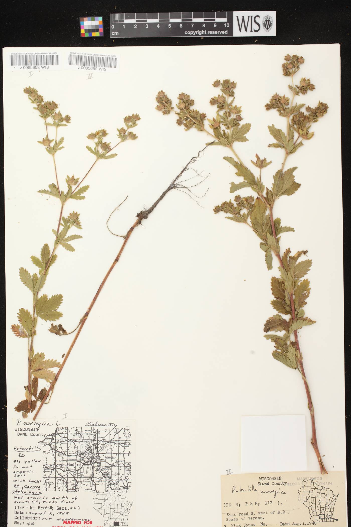 Potentilla norvegica image