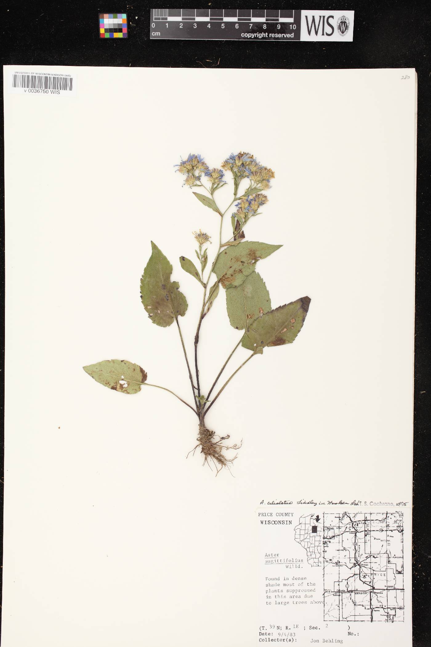 Symphyotrichum ciliolatum image
