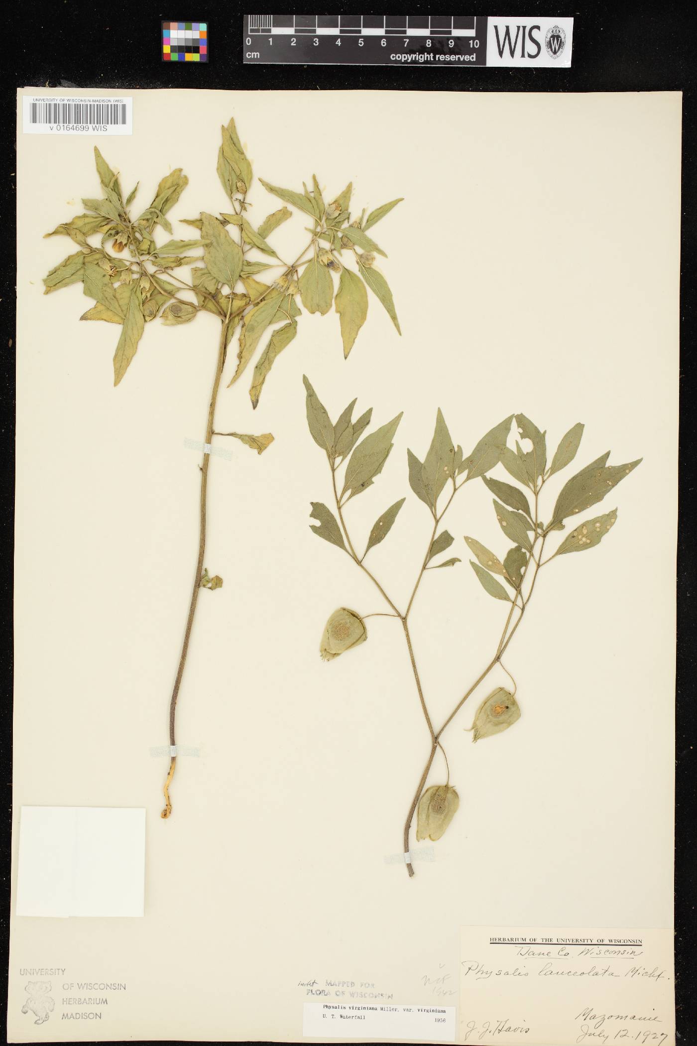 Physalis virginiana image