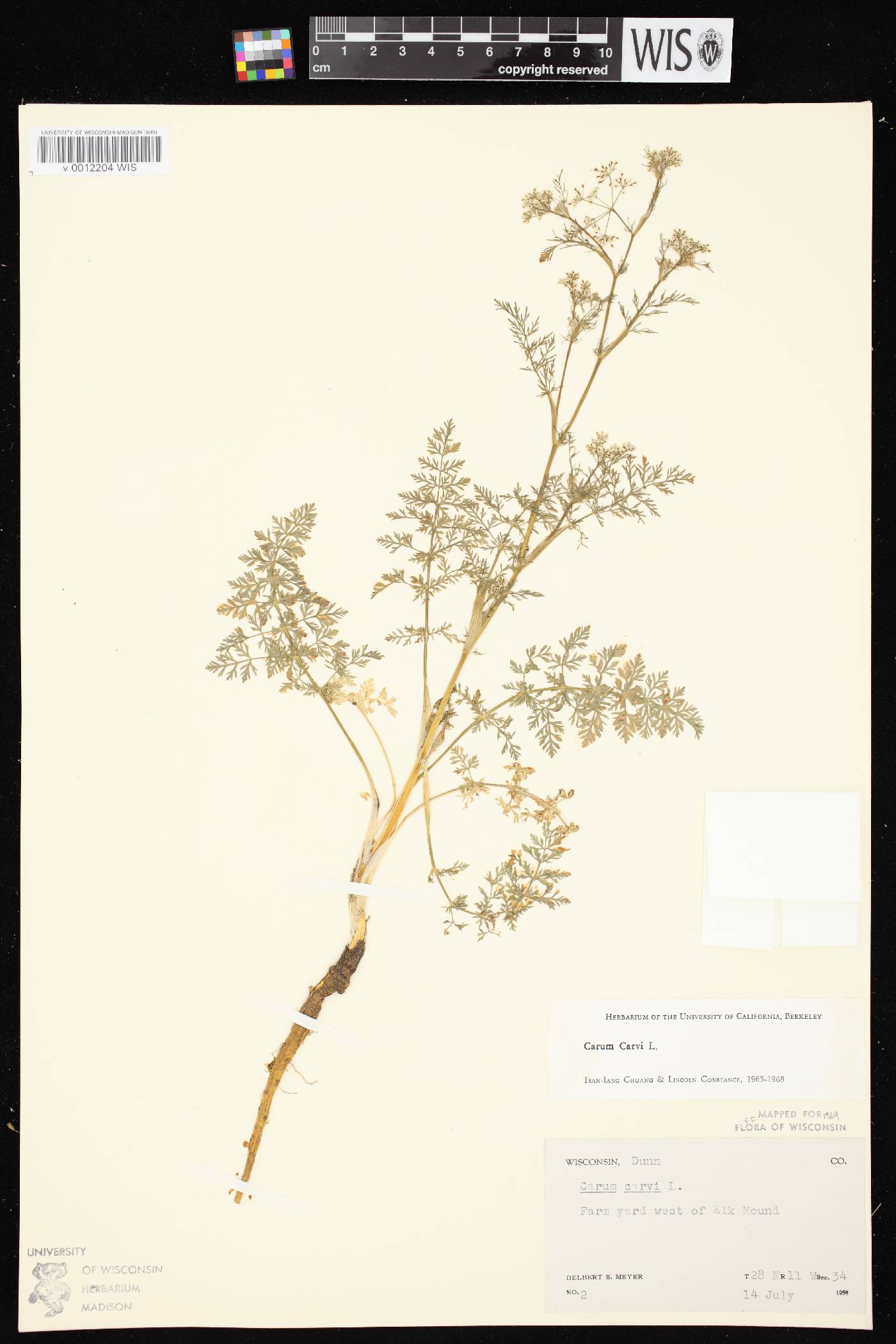 Carum carvi image