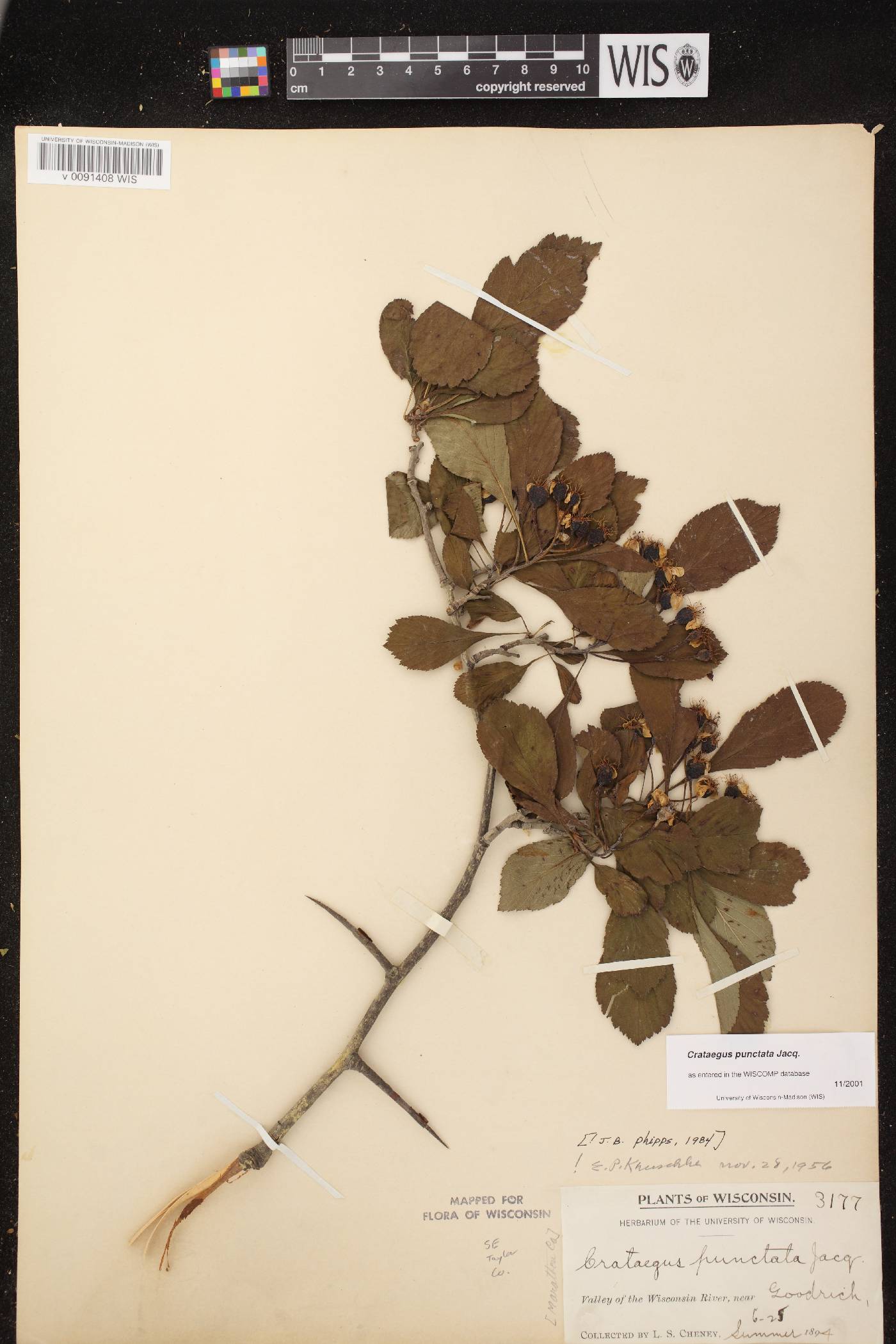 Crataegus punctata image