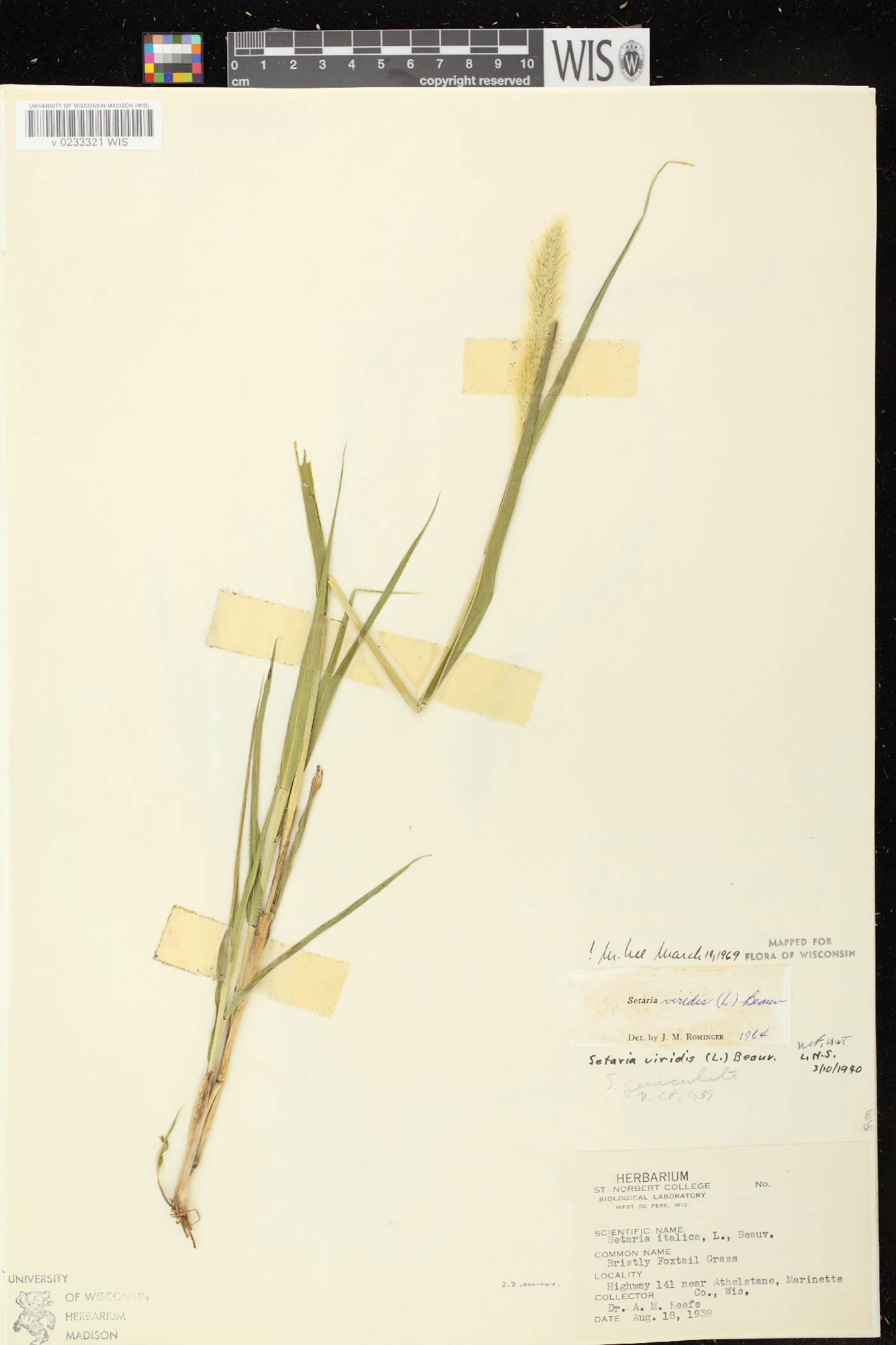 Setaria viridis var. viridis image